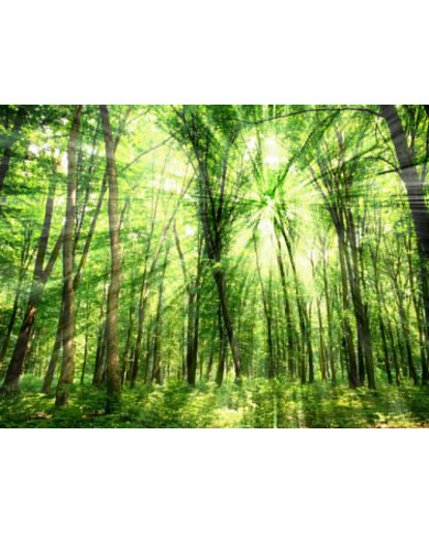 Luz entre árboles, Filipinas Luz entre árboles, Filipinas