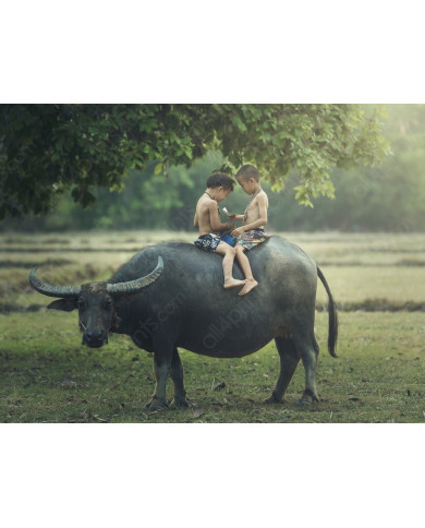 Niños leyendo sobre un búfalo, India Niños leyendo sobre un búfalo, India