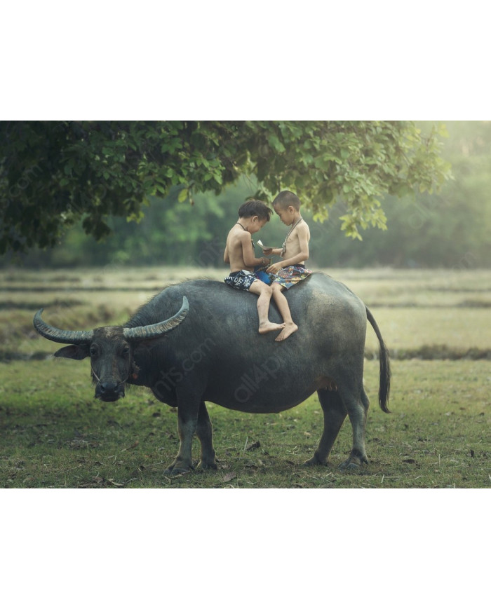 Niños leyendo sobre un búfalo, India