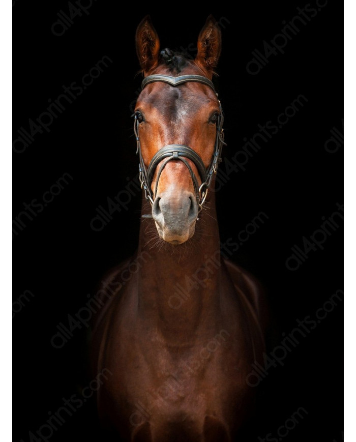 Retrato de un semental andaluz, Sevilla