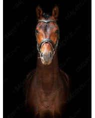Retrato de un semental andaluz, Sevilla