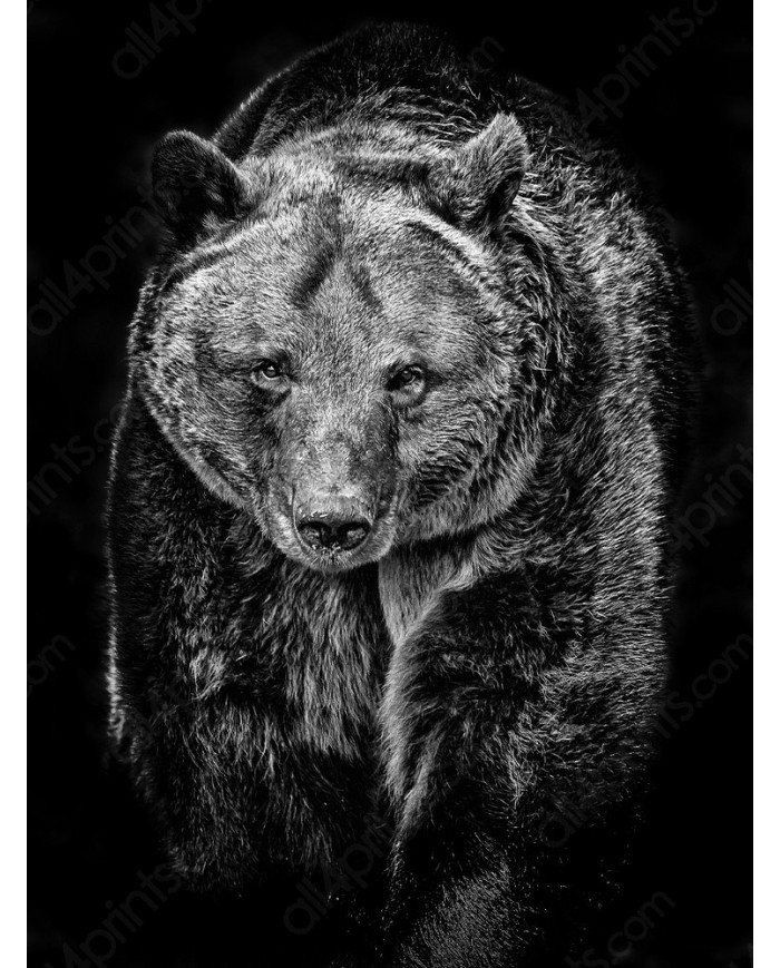 Oso pardo, Alaska, USA