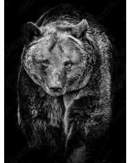 Retrato de un lobo, Parque Nacional Mercantour, Francia Retrato de un lobo, Parque Nacional Mercantour, Francia