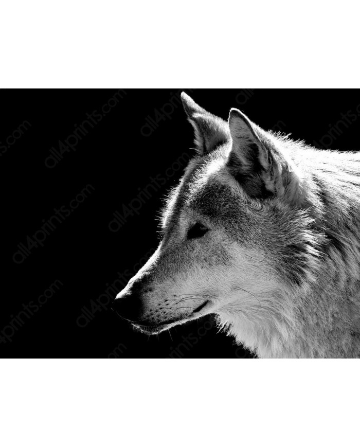 Retrato de un lobo, Parque Nacional Mercantour, Francia