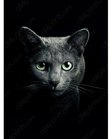 Retrato de un gato Retrato de un gato