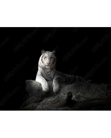 Tigre blanco de Bengala Tigre blanco de Bengala