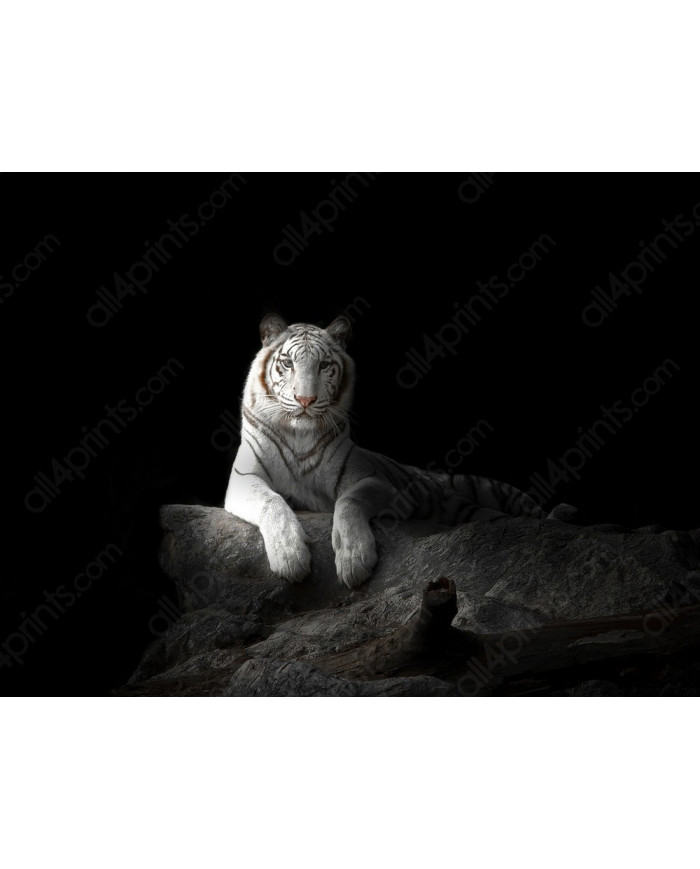 Tigre blanco de Bengala