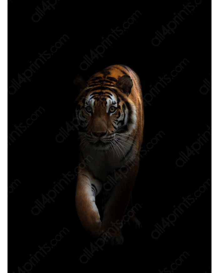 Tigre en la oscuridad