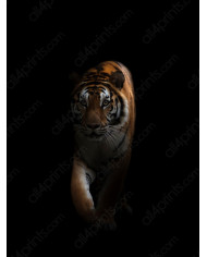 Tigre en la oscuridad