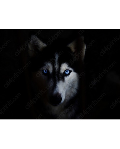 Husky Siberiano Husky Siberiano