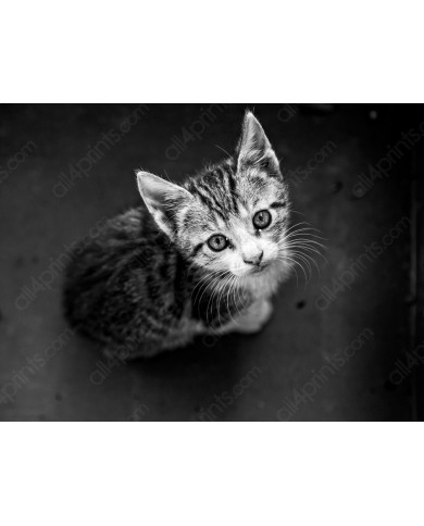Gatito Gatito