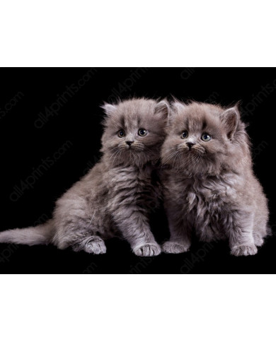 Gatitos Gatitos