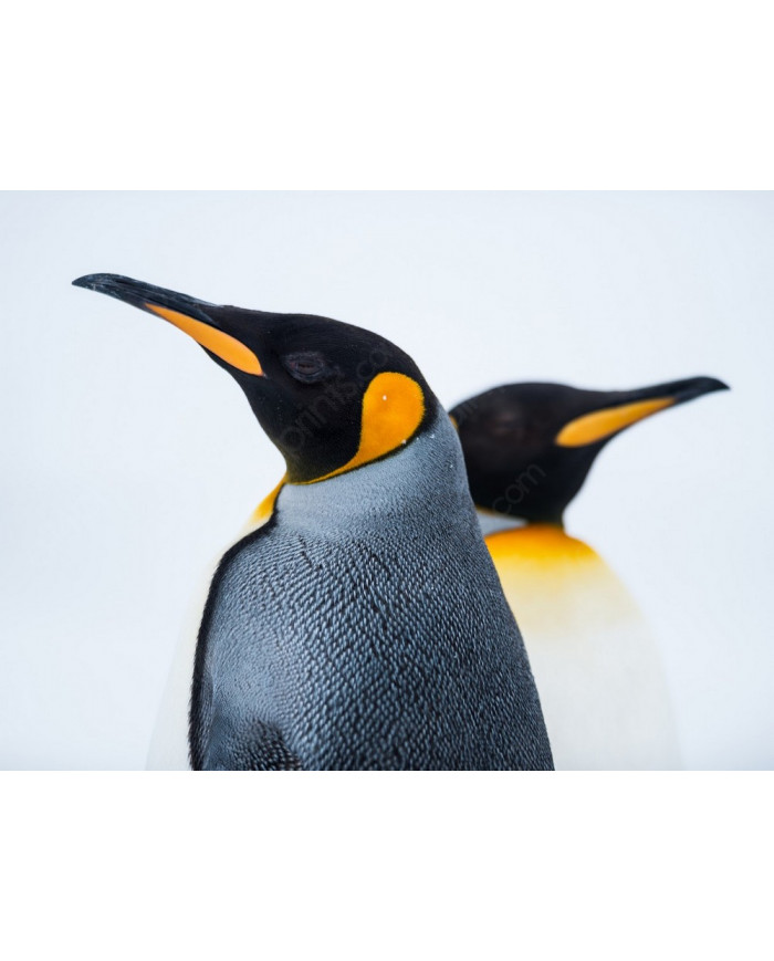 King Penguin Couple in love