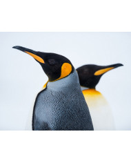 King Penguin Couple in love