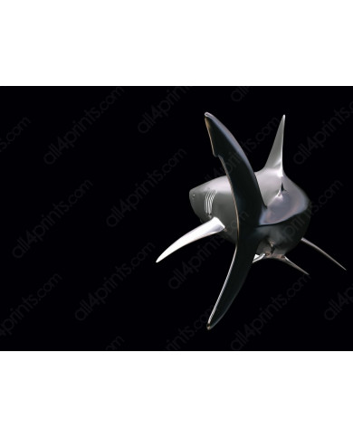 Tiburón Tiburón