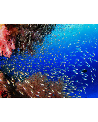 Coral, Caribe Coral, Caribe