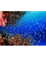 Defín en el mediterráneo