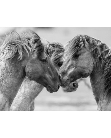 Caballos en lucha II Caballos en lucha II