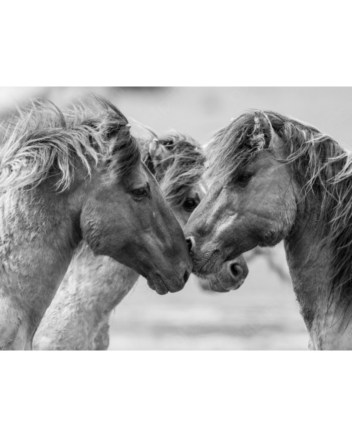 Caballos en lucha II