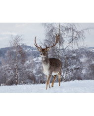 Caballos en lucha II