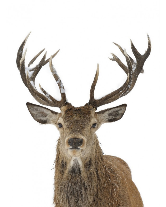 Ciervo rojo en Finlandia