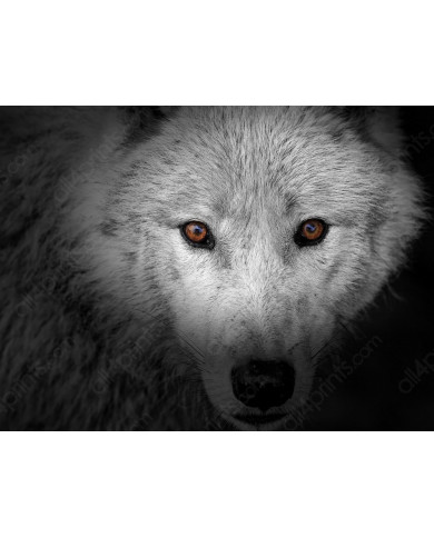 La mirada del lobo La mirada del lobo