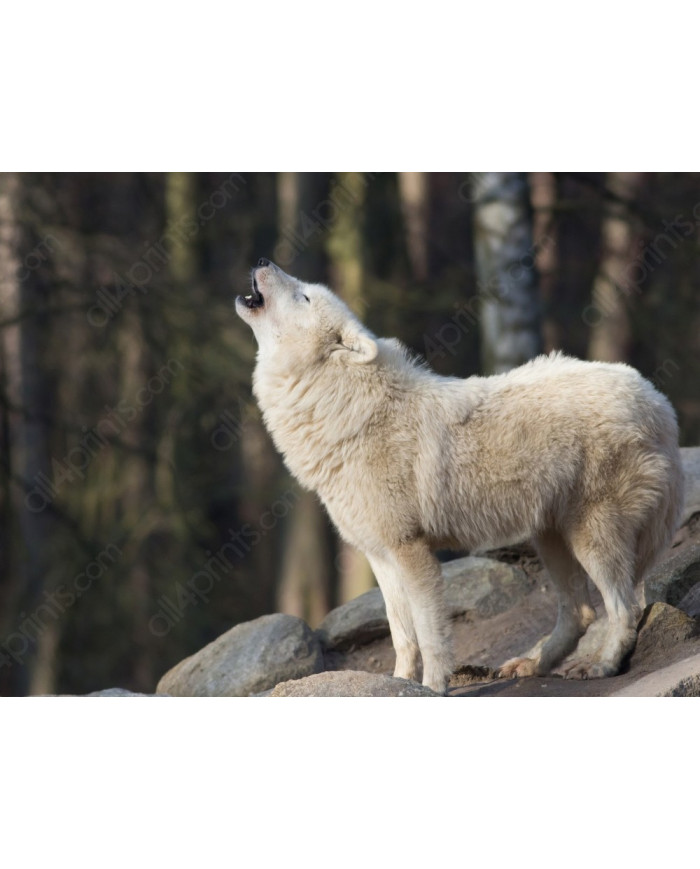 Lobo blanco aullando