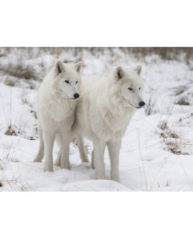 Lobos blancos del Ártico Lobos blancos del Ártico