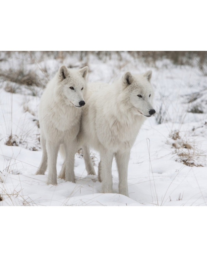 Lobos blancos del Ártico