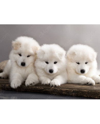 Cachorros samoyedos Cachorros samoyedos