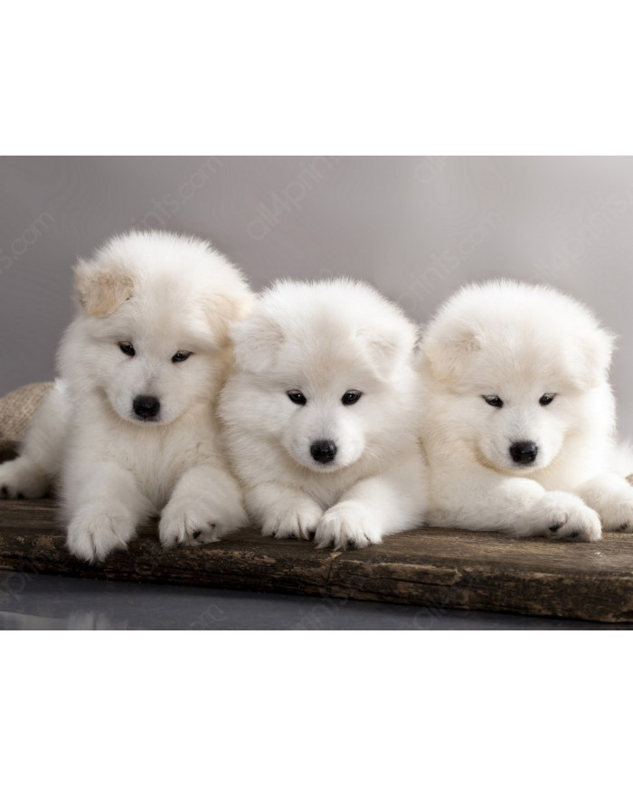 Cachorros samoyedos
