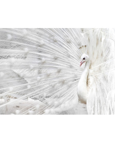 Pavo real blanco Pavo real blanco