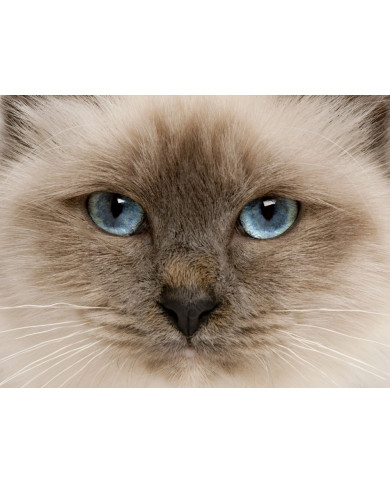 Gato birmano Gato birmano