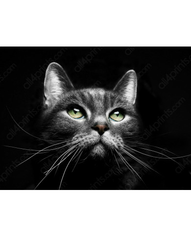 La mirada del gato La mirada del gato