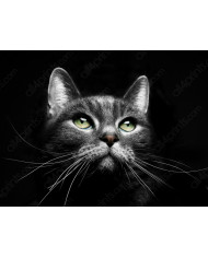 La mirada del gato II