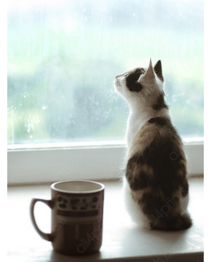 La mirada del gato II