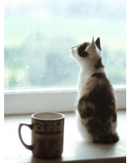 La mirada del gato II