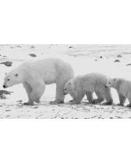 La mirada del gato II