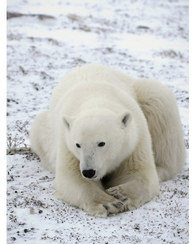 Oso polar Oso polar