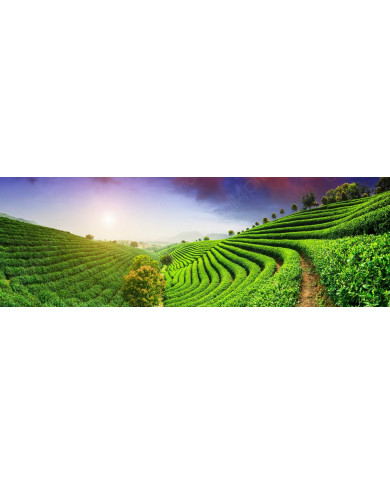 Plantaciones de té, China Plantaciones de té, China