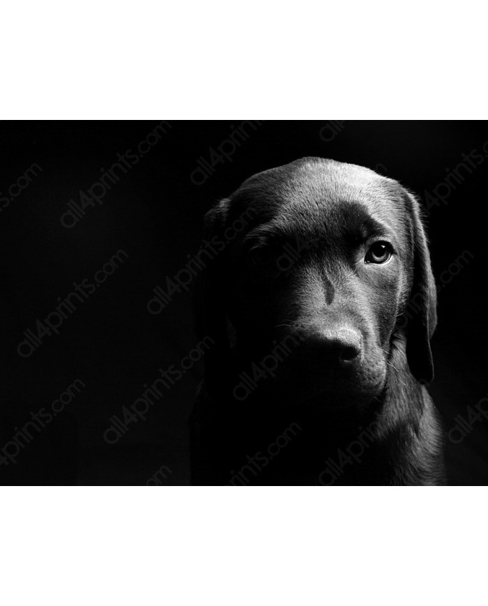 Retrato de un labrador