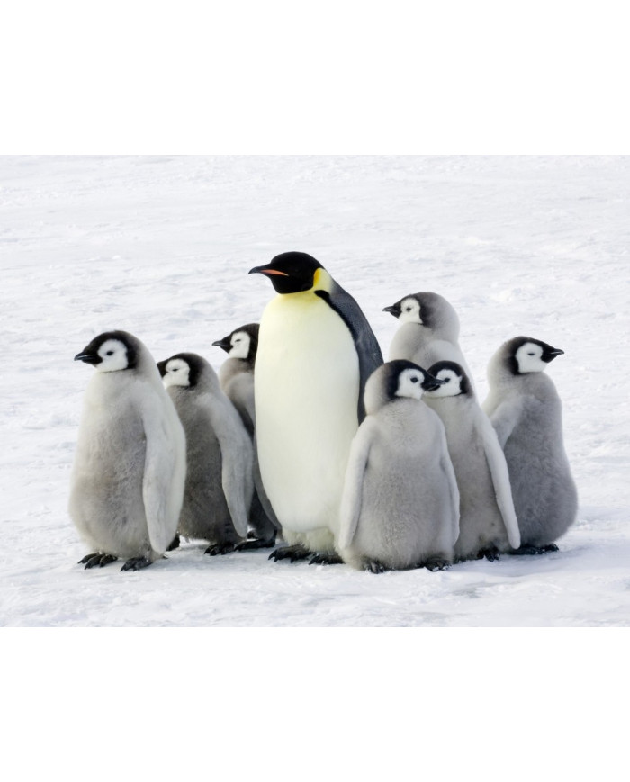 Piguino emperador con sus crías, Antártida