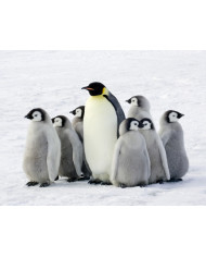 El encantador de serpientes,  India