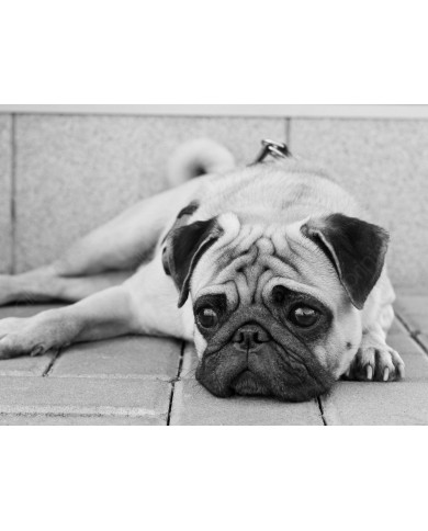 Pug dog Pug dog