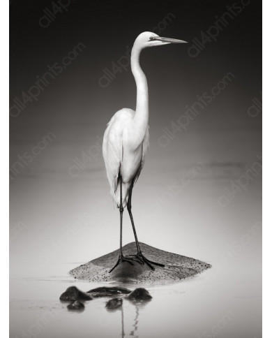 Gran garza blanca sobre un hipopótamo, Parque Nacional Etosha, Namibia Gran garza blanca sobre un hipopótamo, Parque Nacional Etosha, Namibia