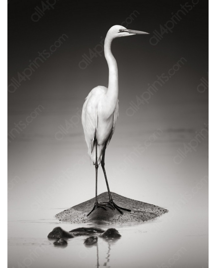 Gran garza blanca sobre un hipopótamo, Parque Nacional Etosha, Namibia