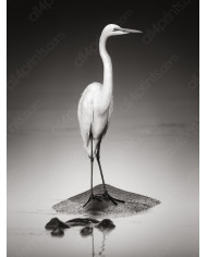 Gran garza blanca sobre un hipopótamo, Parque Nacional Etosha, Namibia