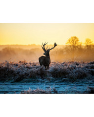 Puesta de sol en el Taj Mahal,  India