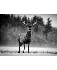 Ciervo Rojo bajo la nieve, Escocia, UK