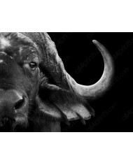 Ciervo Rojo bajo la nieve, Escocia, UK